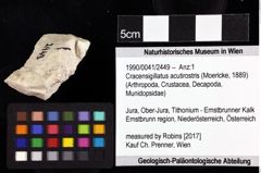 Foto (Objket + Etiketten) von Cracensigillatus acutirostris (Moericke, 1889) 